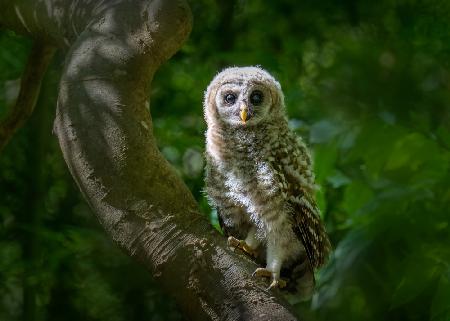 Eyes of Wonder: A Young Barred Owls Curiosity