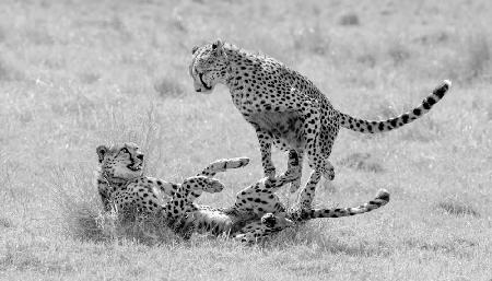 Cheetah   play time