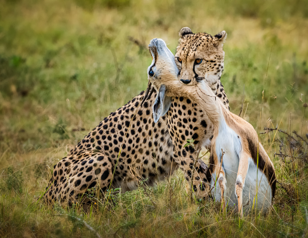 Cheetah hunting van Jie Fischer