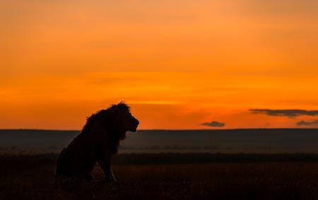 King in Sunrise
