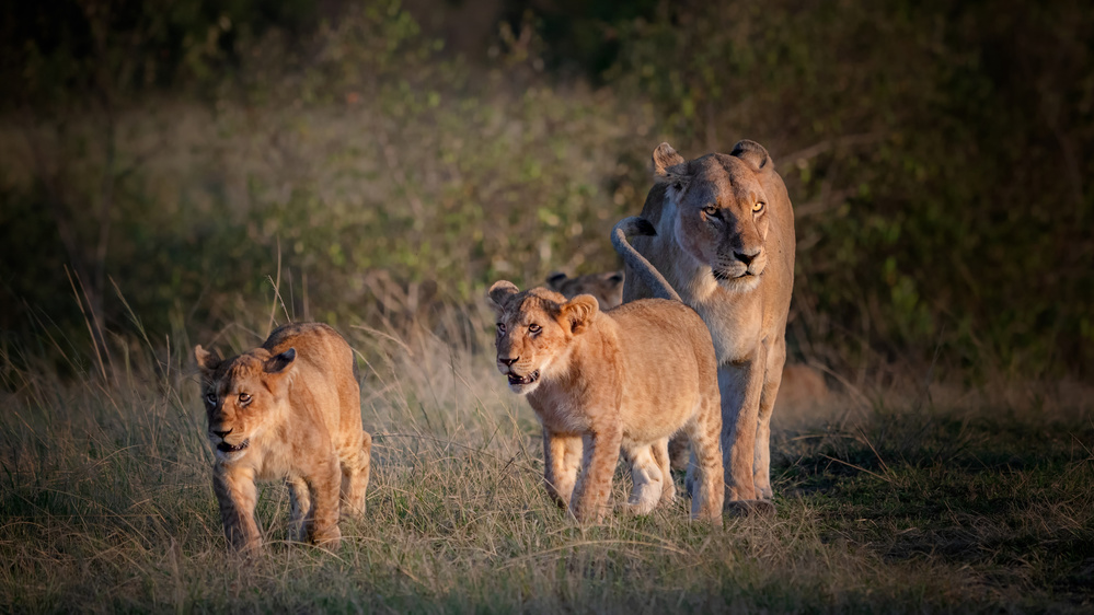 Lion family ! van Jie Fischer