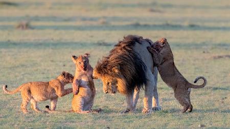 Lion  family