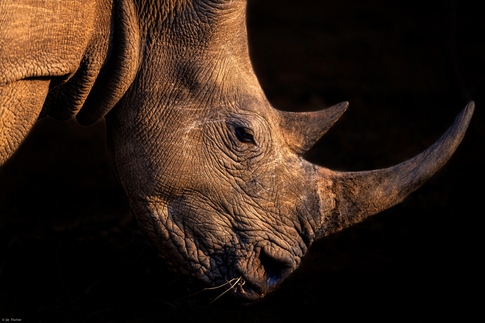 Rhinoceros van Jie Fischer