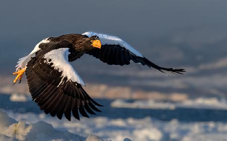 Sea Eagle flying