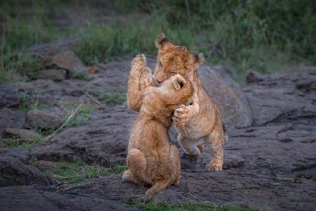 Two  cubs play