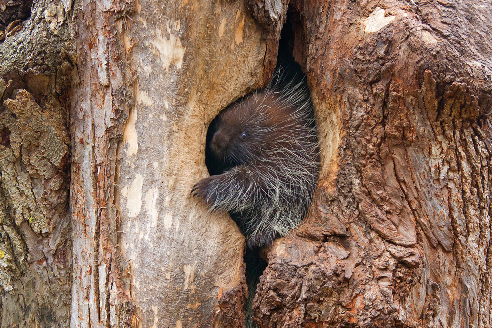Baby porcupine in tree van Jim Cumming