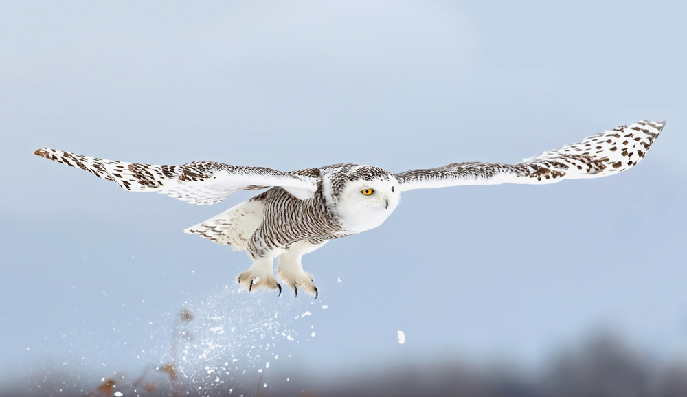 Snowy owl blast-off van Jim Cumming