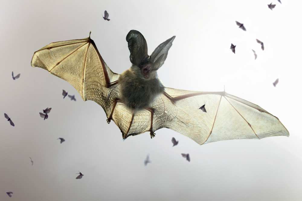 Bat van Jimmy Hoffman