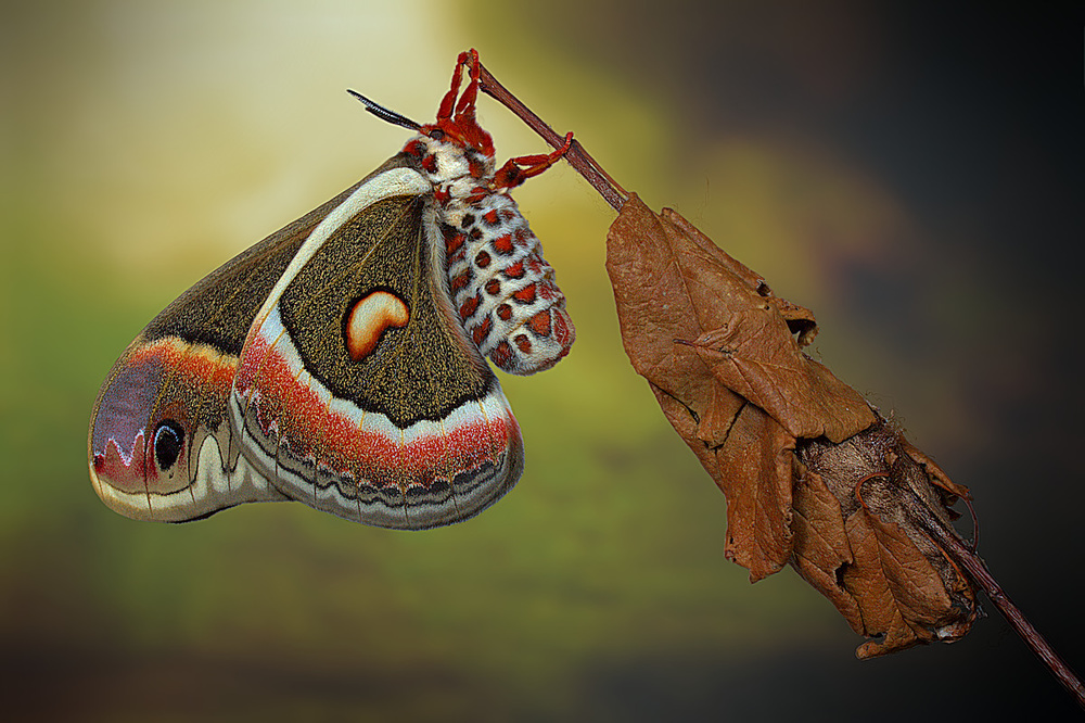 Cecropia-moth van Jimmy Hoffman