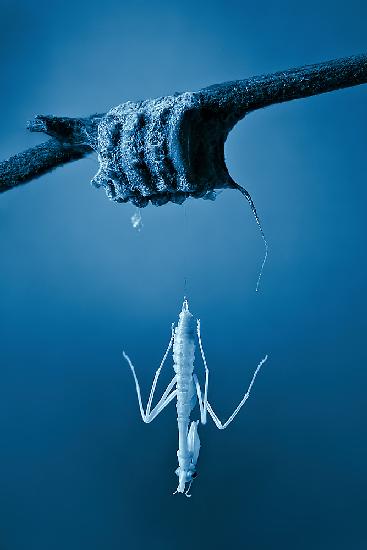 Birth of a mantis