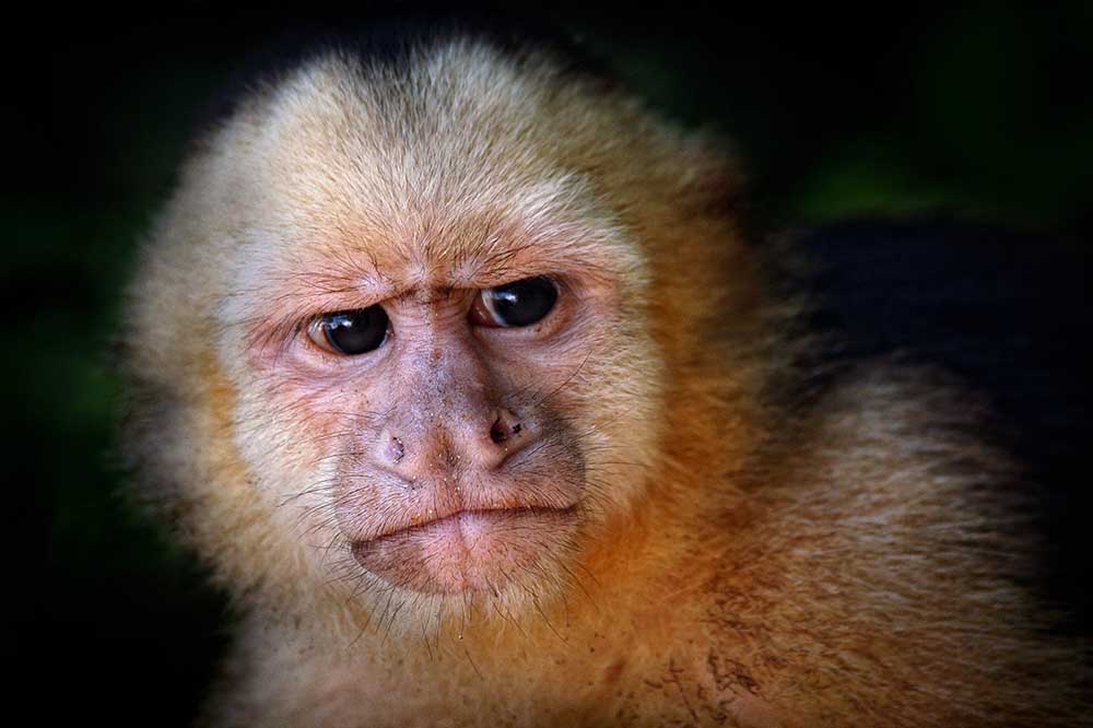 Capuchin monkey van Jimmy Hoffman