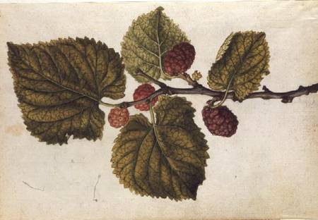 Mulberry: Morus nigra van J.le Moyne  de Morgues
