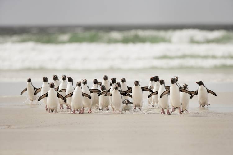 Desembarco pinguins van Joan Gil Raga