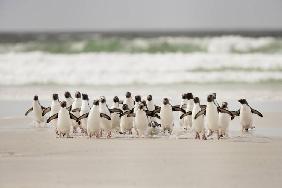 Desembarco pinguins