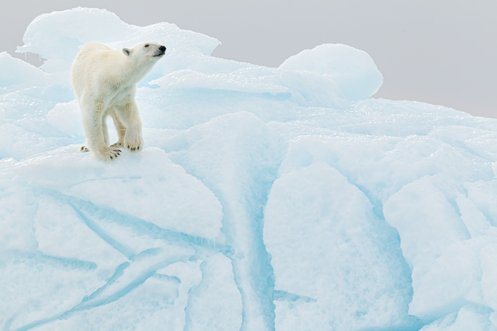 Polar bear on iceberg van Joan Gil Raga