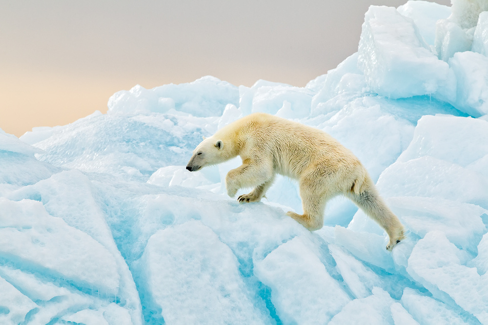 Polar Bear at Svalbard van Joan Gil Raga