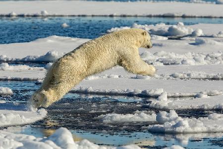 Polar bear jumping