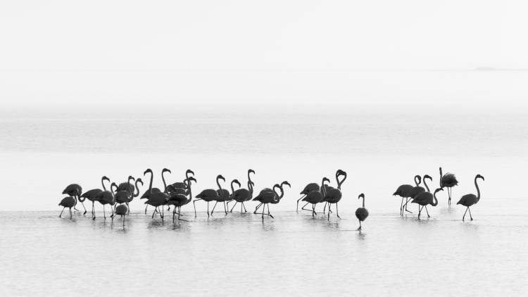 Flamingos van Joan Gil Raga