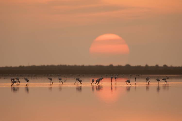 Flamingos at Sunrise van Joan Gil Raga