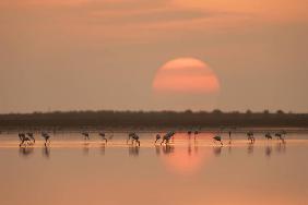 Flamingos at Sunrise