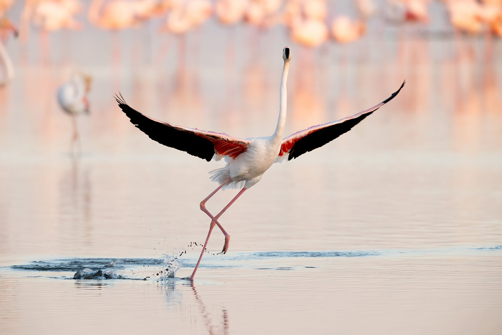 Flamingo dancing van Joan Gil Raga