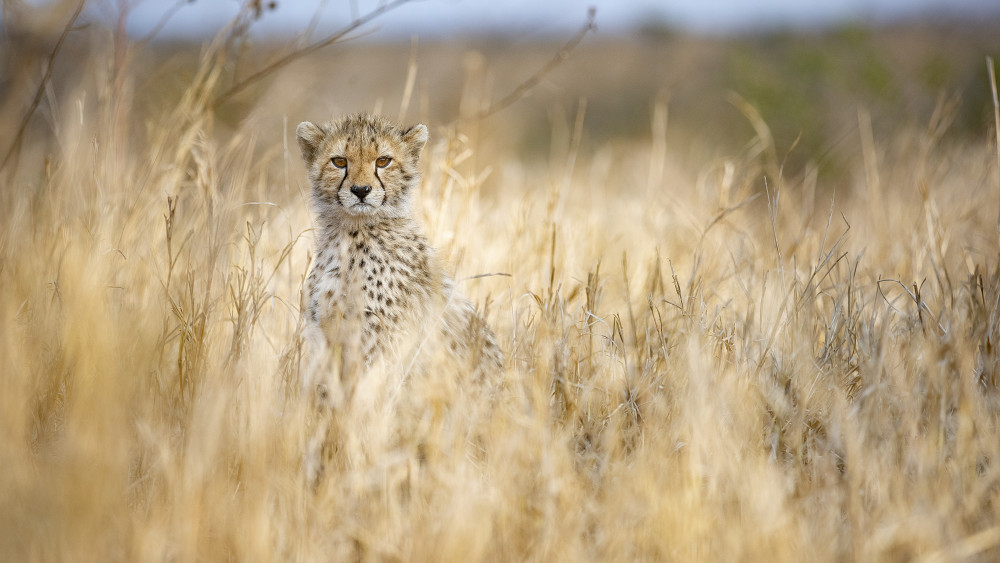 Young cheetah van Joan Gil Raga