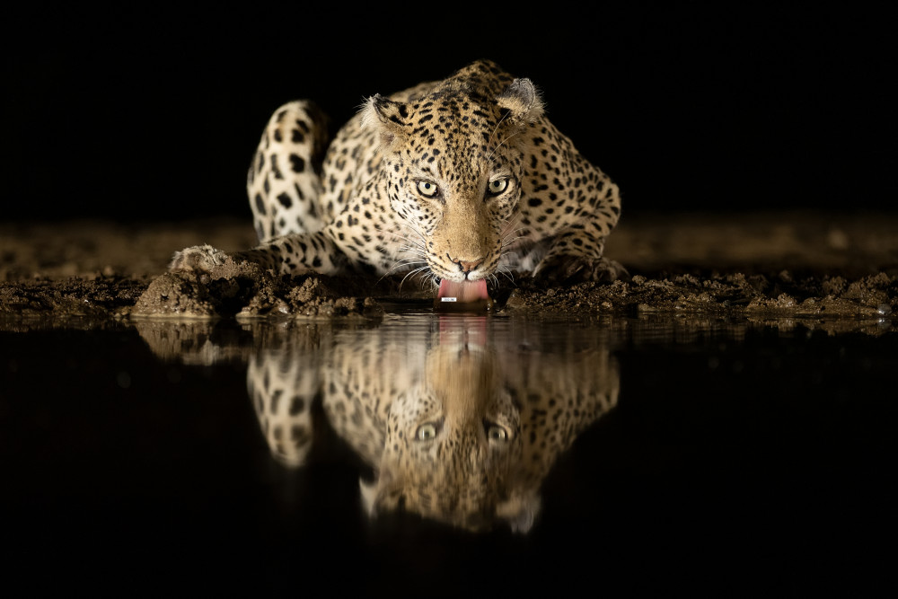 Leopard drinking van Joan Gil Raga