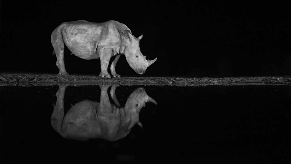 Rhino at night van Joan Gil Raga