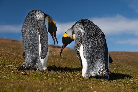 Penguins lovers