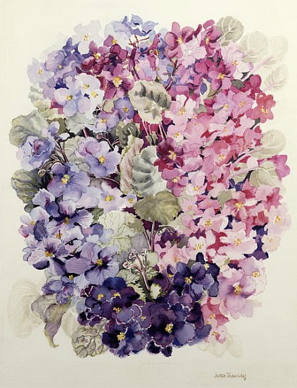 African Violets (w/c)  van Joan  Thewsey