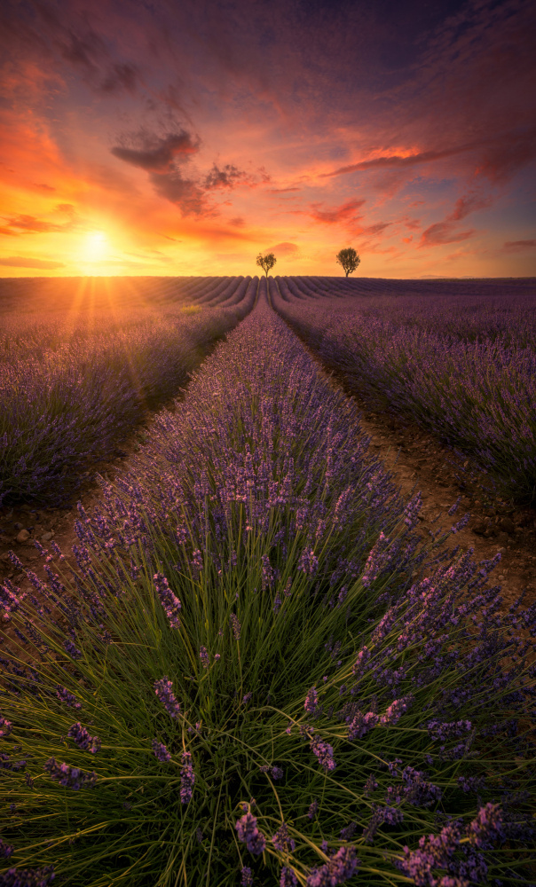 Spectacular sunset in Valensole lavender fields A738700 van joanaduenas