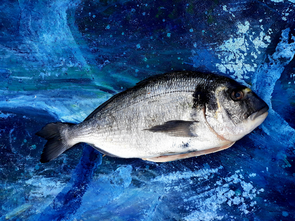 bream, fish, on canvas van jocasta shakespeare