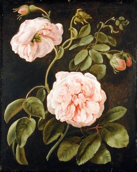 Flower Study van Joh. Friedrich August Tischbein