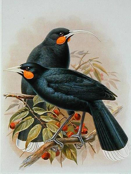 Huia, illustration from 'A History of the Birds of New Zealand' by W.L. Buller van Johan Gerard Keulemans