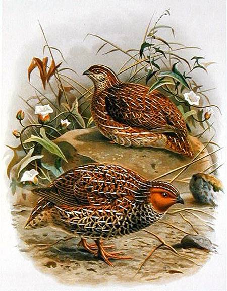New Zealand Quail, illustration from 'A History of the Birds of New Zealand' by W.L. Buller van Johan Gerard Keulemans