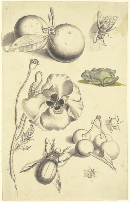Studienblatt mit einer Mohnblume, Pflaumen, Kirschen, zwei Käfern, einer Fliege, einer Biene und ein van Johann Daniel Bager