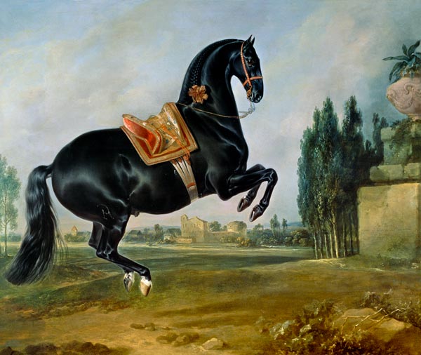 A black horse performing the Courbette, or Croupade van Johann Georg Hamilton