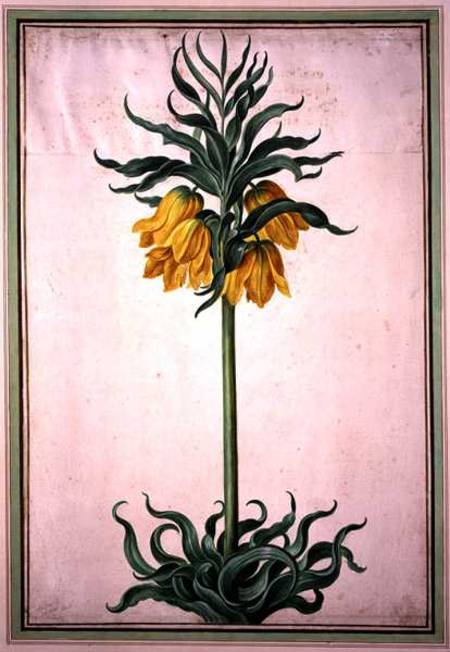 Fritillaria imperialis 'Aurora' (crown imperial) plate 23 from the Nassau Florilegium van Johann Jakob Walther