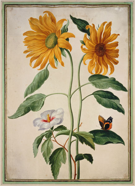 Sunflowers plate 18 from the Nassau Florilegium  on van Johann Jakob Walther