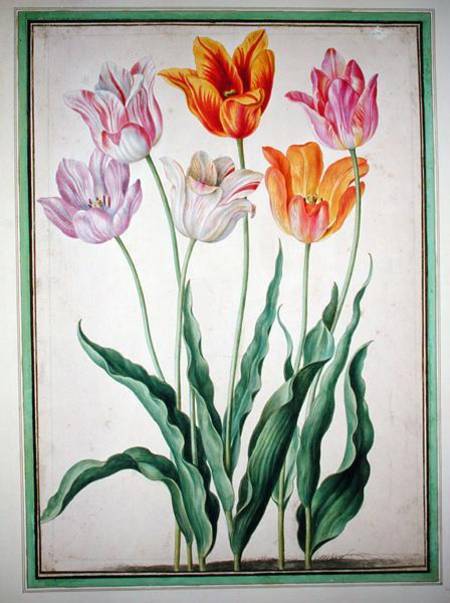 Tulips, from the 'Nassau Florilegium'  on van Johann Jakob Walther