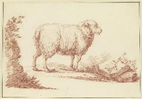A sheep to the right