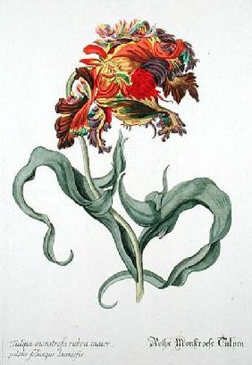 Tulipa Monstrosa Rubra Maior from 'Phythanthoza Iconographica', published in Germany