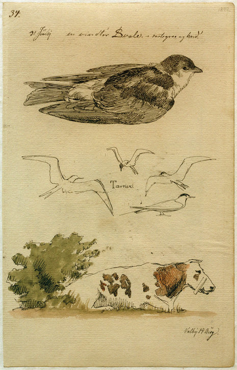 Schwalbe, Seeschwalben, liegende Kuh van Johan Thomas Lundbye