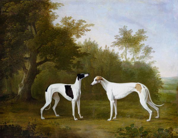 Zwei Greyhounds in waldiger Landschaft. van John Boultbee