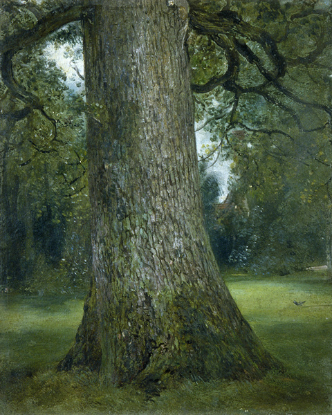 Study of the Trunk of an Elm Tree van John Constable