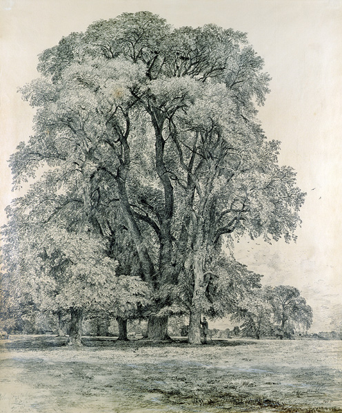 Elm trees in Old Hall Park, East Bergholt van John Constable