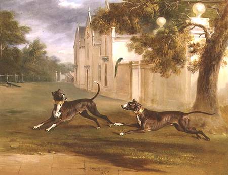 The Earl of Brownlow's two Bull Terriers, 'Nelson' and 'Argo' van John E. Ferneley d.J.
