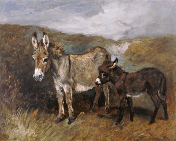 Donkeys out on the Moor