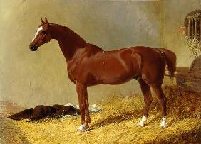 Ein rotbraunes Rennpferd in einem Stall