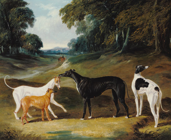 Greyhounds, 'Spot', 'Skylark', 'Nettle' and 'Sky' van John Frederick Herring d.Ä.